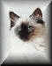Image Name